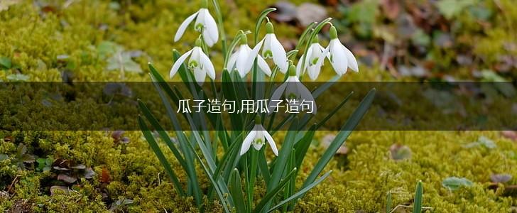 瓜子造句,用瓜子造句,第1张