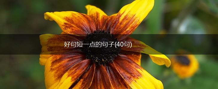 好句短一点的句子(40句),第1张