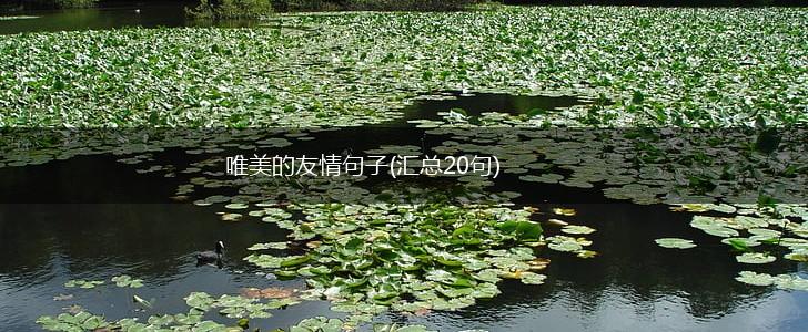唯美的友情句子(汇总20句),第1张