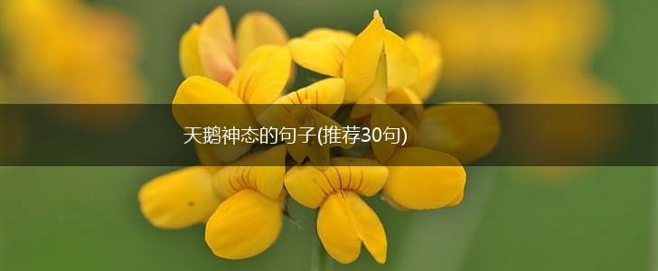 天鹅神态的句子(推荐30句),第1张