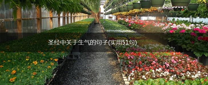 圣经中关于生气的句子(实用51句),第1张