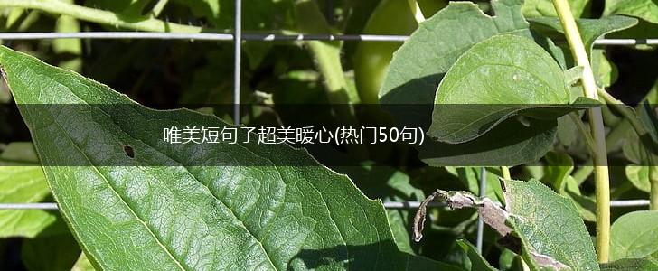 唯美短句子超美暖心(热门50句),第1张