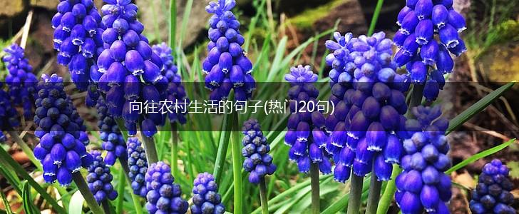 向往农村生活的句子(热门20句),第1张