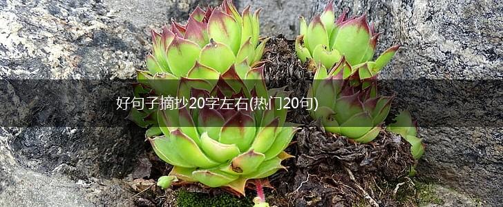好句子摘抄20字左右(热门20句),第1张