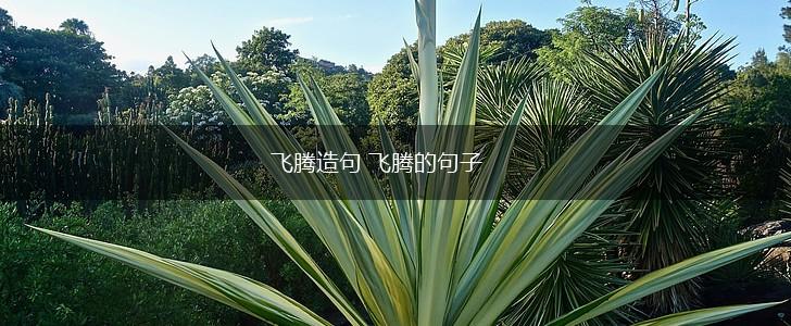 飞腾造句 飞腾的句子,第1张