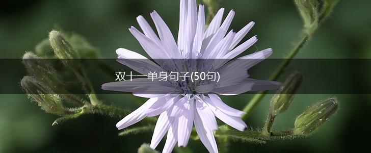 双十一单身句子(50句),第1张