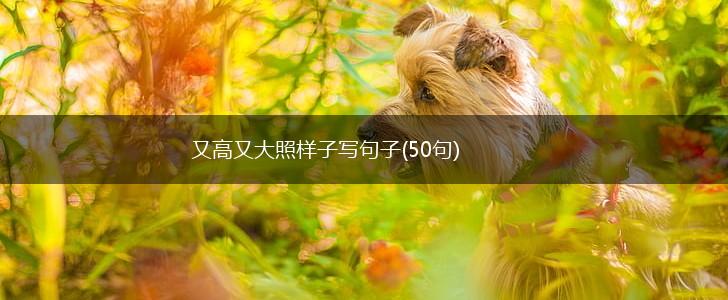 又高又大照样子写句子(50句),第1张