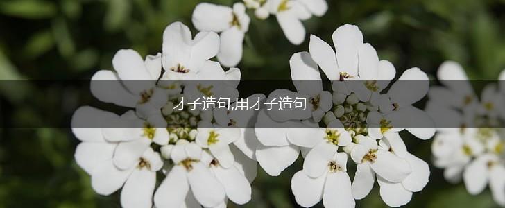 才子造句,用才子造句,第1张
