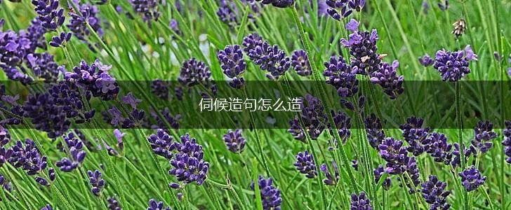伺候造句怎么造,第1张