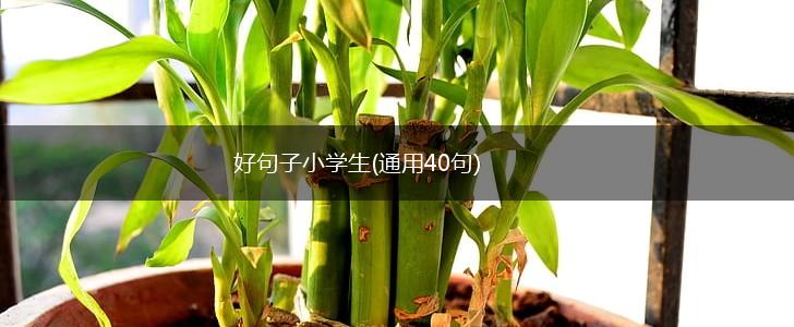 好句子小学生(通用40句),第1张