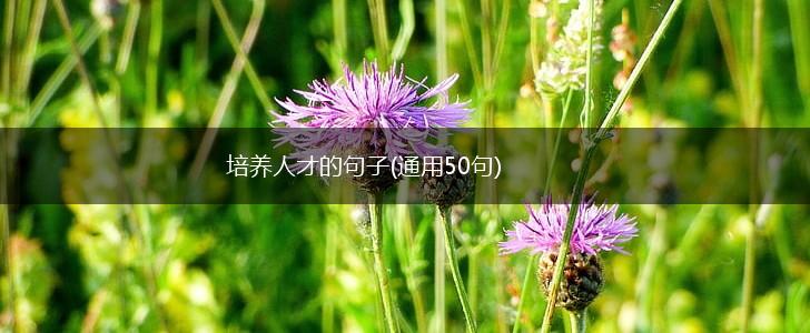 培养人才的句子(通用50句),第1张
