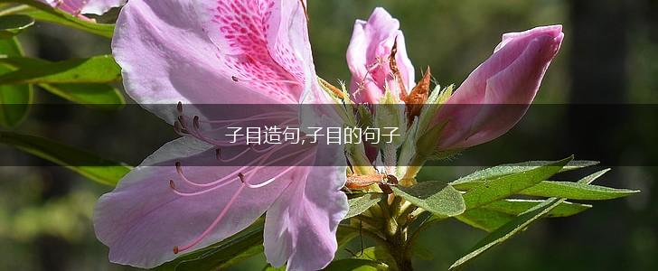 子目造句,子目的句子,第1张