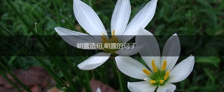 朝露造句,朝露的句子,第1张