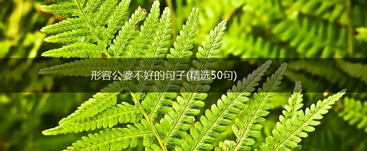 形容公婆不好的句子(精选50句),第1张