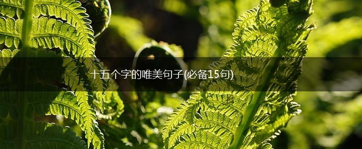 十五个字的唯美句子(必备15句),第1张
