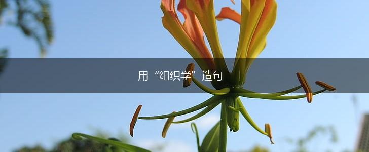 用“组织学”造句,第1张