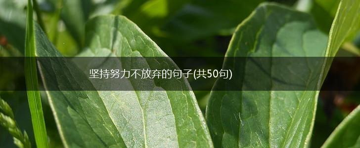 坚持努力不放弃的句子(共50句),第1张