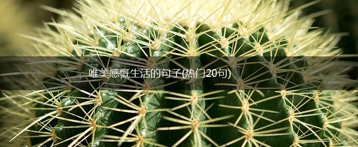 唯美感慨生活的句子(热门20句),第1张