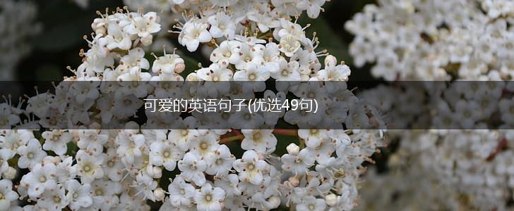 可爱的英语句子(优选49句),第1张