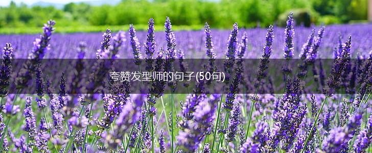 夸赞发型师的句子(50句),第1张