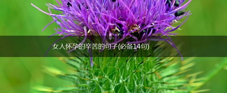 女人怀孕的辛苦的句子(必备14句),第1张