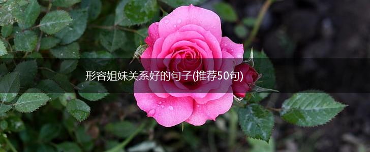 形容姐妹关系好的句子(推荐50句),第1张
