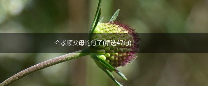 夸孝顺父母的句子(精选47句),第1张
