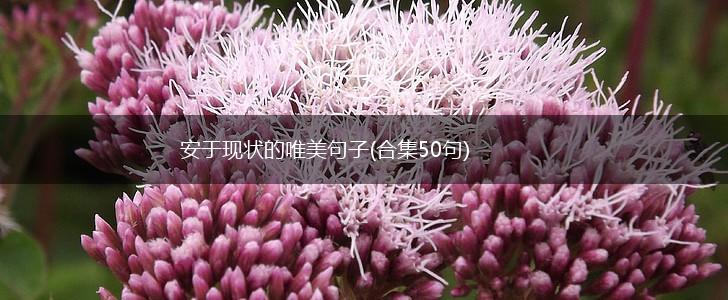 安于现状的唯美句子(合集50句),第1张