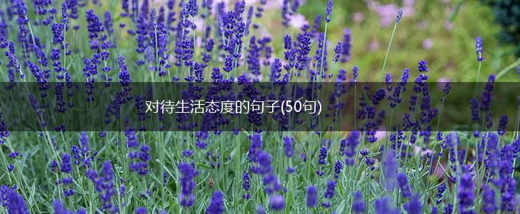 对待生活态度的句子(50句),第1张