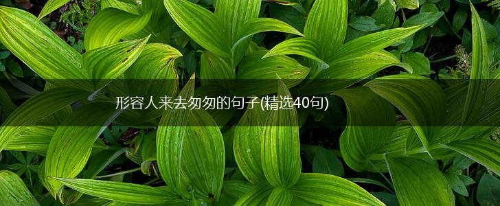 形容人来去匆匆的句子(精选40句),第1张