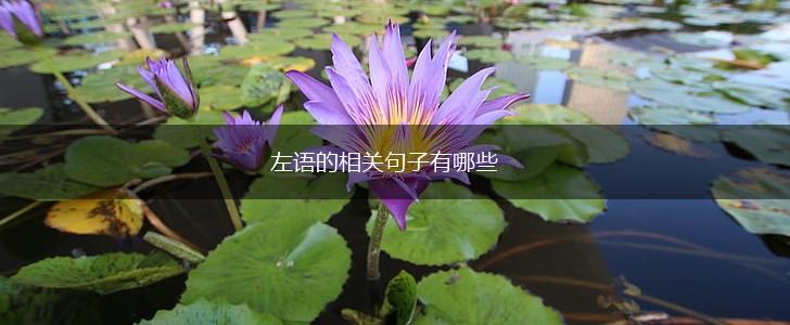 左语的相关句子有哪些,第1张