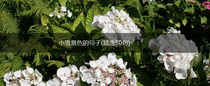 小雪景色的句子(精选50句),第1张