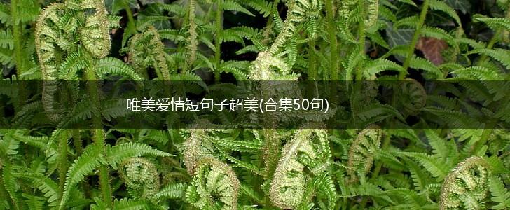 唯美爱情短句子超美(合集50句),第1张