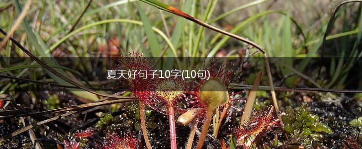 夏天好句子10字(10句),第1张