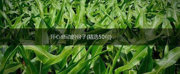 开心感动的句子(精选50句),第1张