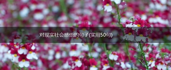 对现实社会感悟的句子(实用50句),第1张