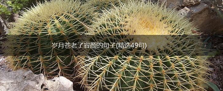 岁月苍老了容颜的句子(精选49句),第1张