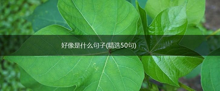 好像是什么句子(精选50句),第1张