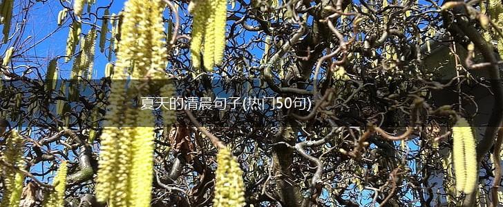 夏天的清晨句子(热门50句),第1张