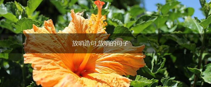 放哨造句,放哨的句子,第1张