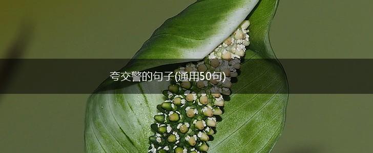 夸交警的句子(通用50句),第1张