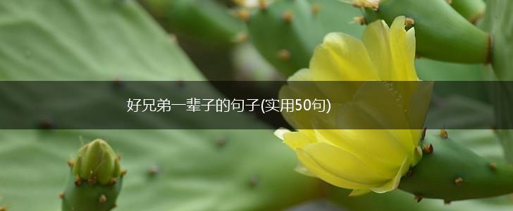 好兄弟一辈子的句子(实用50句),第1张