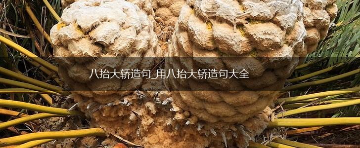八抬大轿造句_用八抬大轿造句大全,第1张