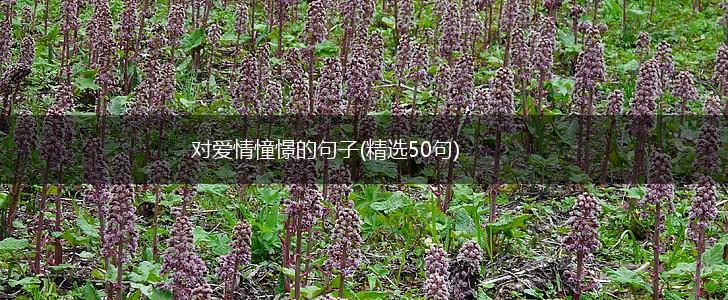 对爱情憧憬的句子(精选50句),第1张
