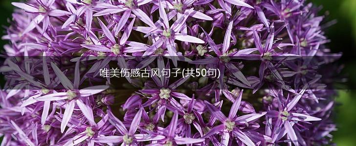 唯美伤感古风句子(共50句),第1张