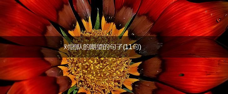 对团队的期望的句子(11句),第1张