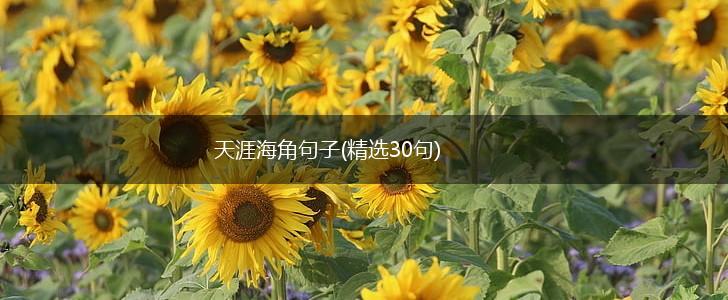 天涯海角句子(精选30句),第1张