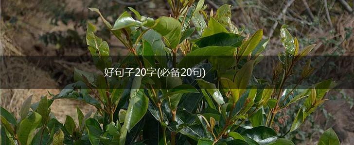 好句子20字(必备20句),第1张