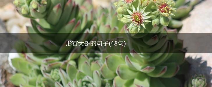 形容大哥的句子(48句),第1张