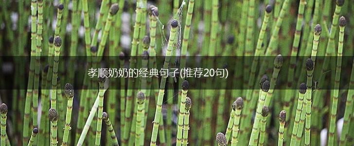 孝顺奶奶的经典句子(推荐20句),第1张